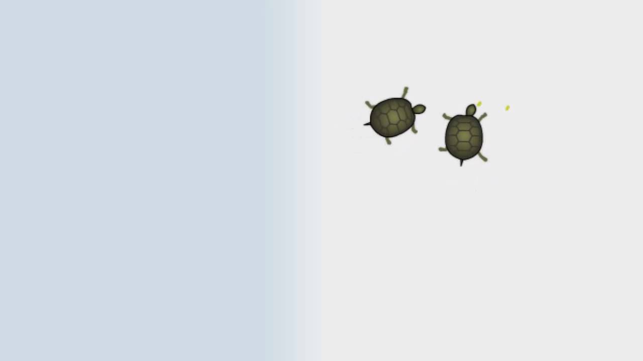 Interactive Turtles Cartoon Desktop Wallpaper