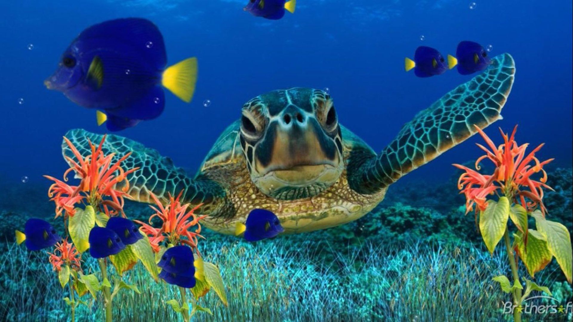 Sea Turtle Wallpaper HD