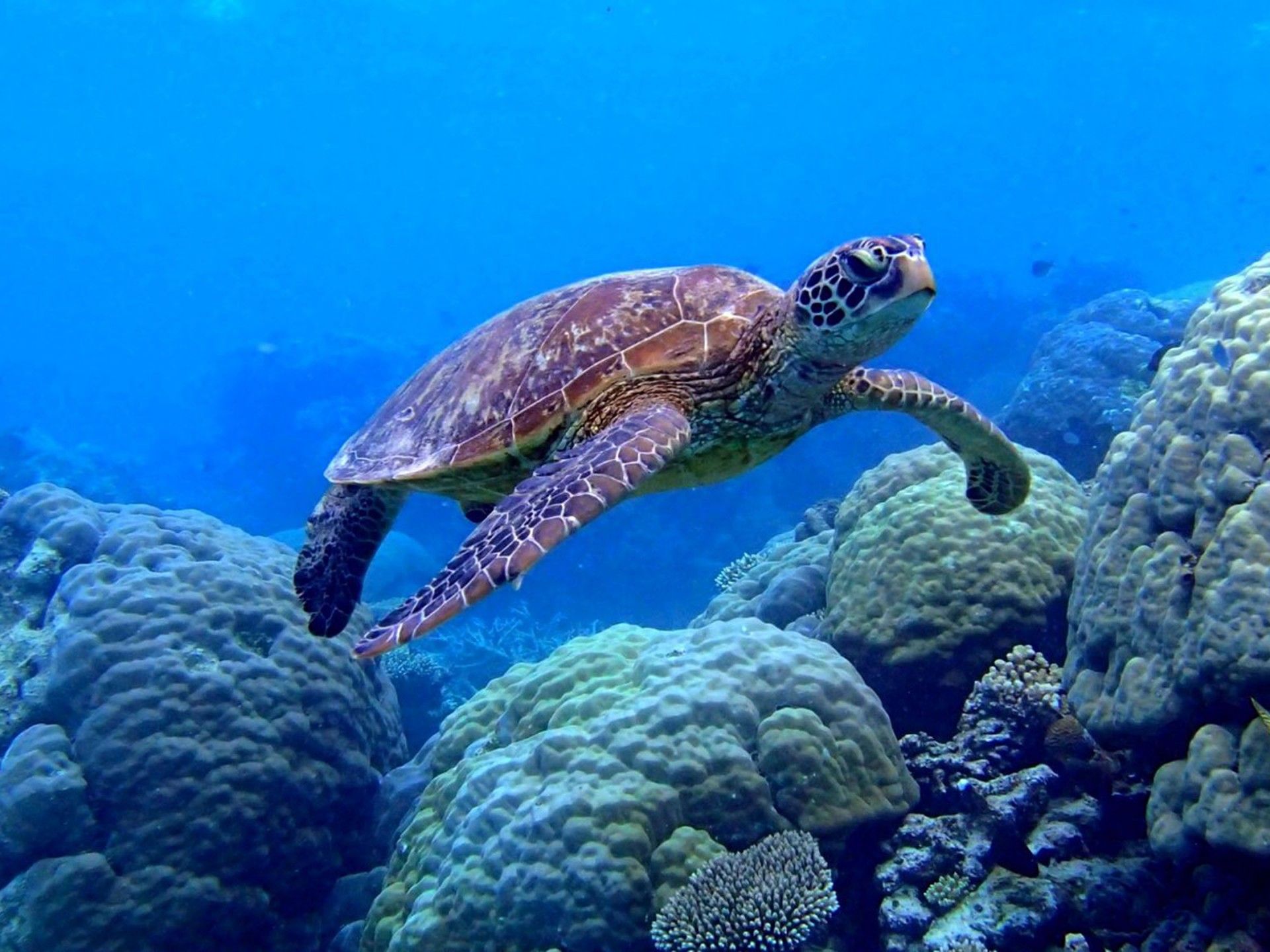 Sea Turtle Swimming Underwater Scene Coral Image Desktop Wallpaper