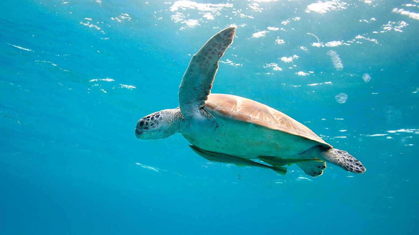 Sea Turtle wallpaperx768