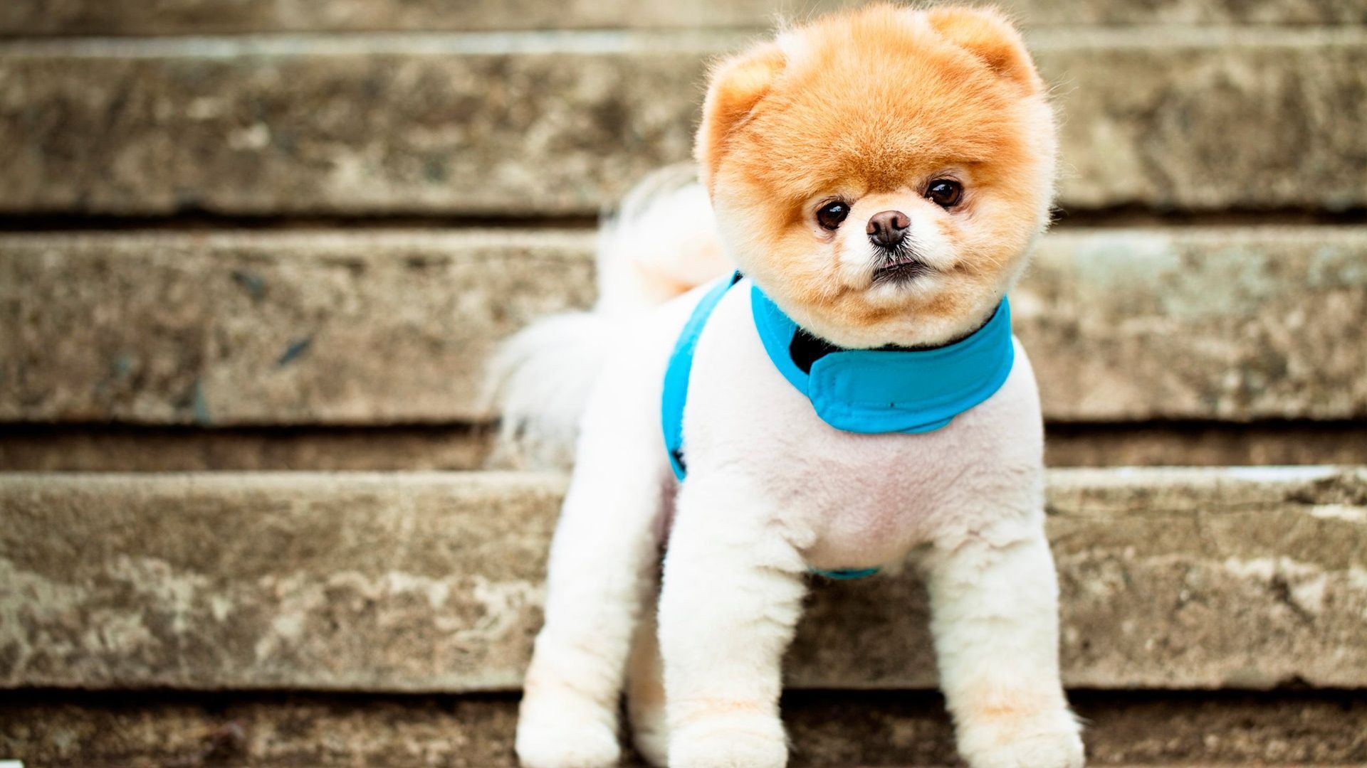 boo the cutest dog wallpaper free download. Cute dog wallpaper