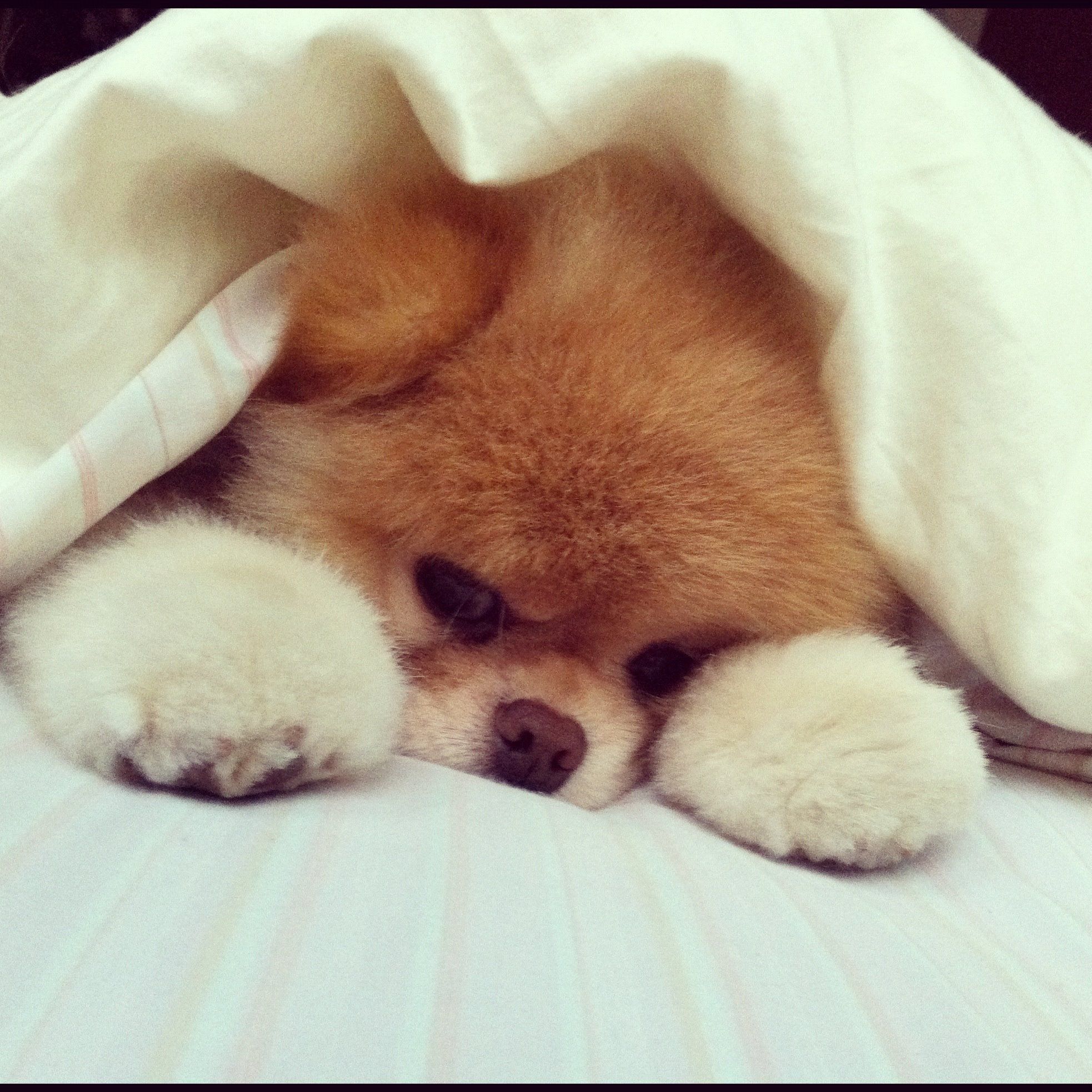 About Boo The Worlds Cutest Dog Wallpaper With Pomeranian