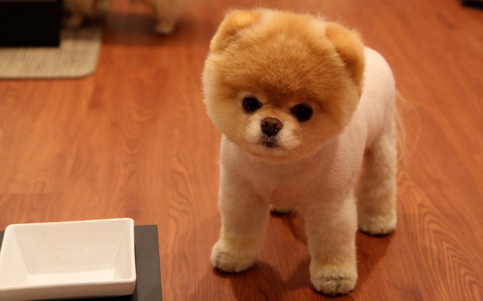 Hd Desktop Wallpaper: Boo the cutest Dog