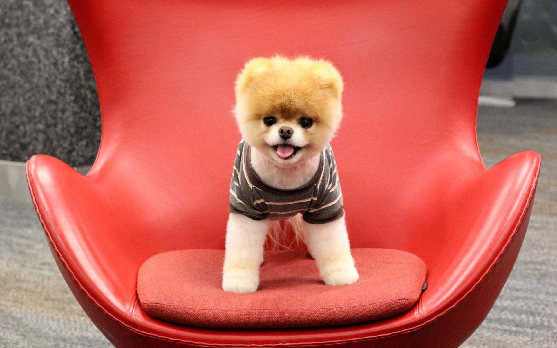 Idea by All Things Famous Internet Dog on Boo, The World's Cutest