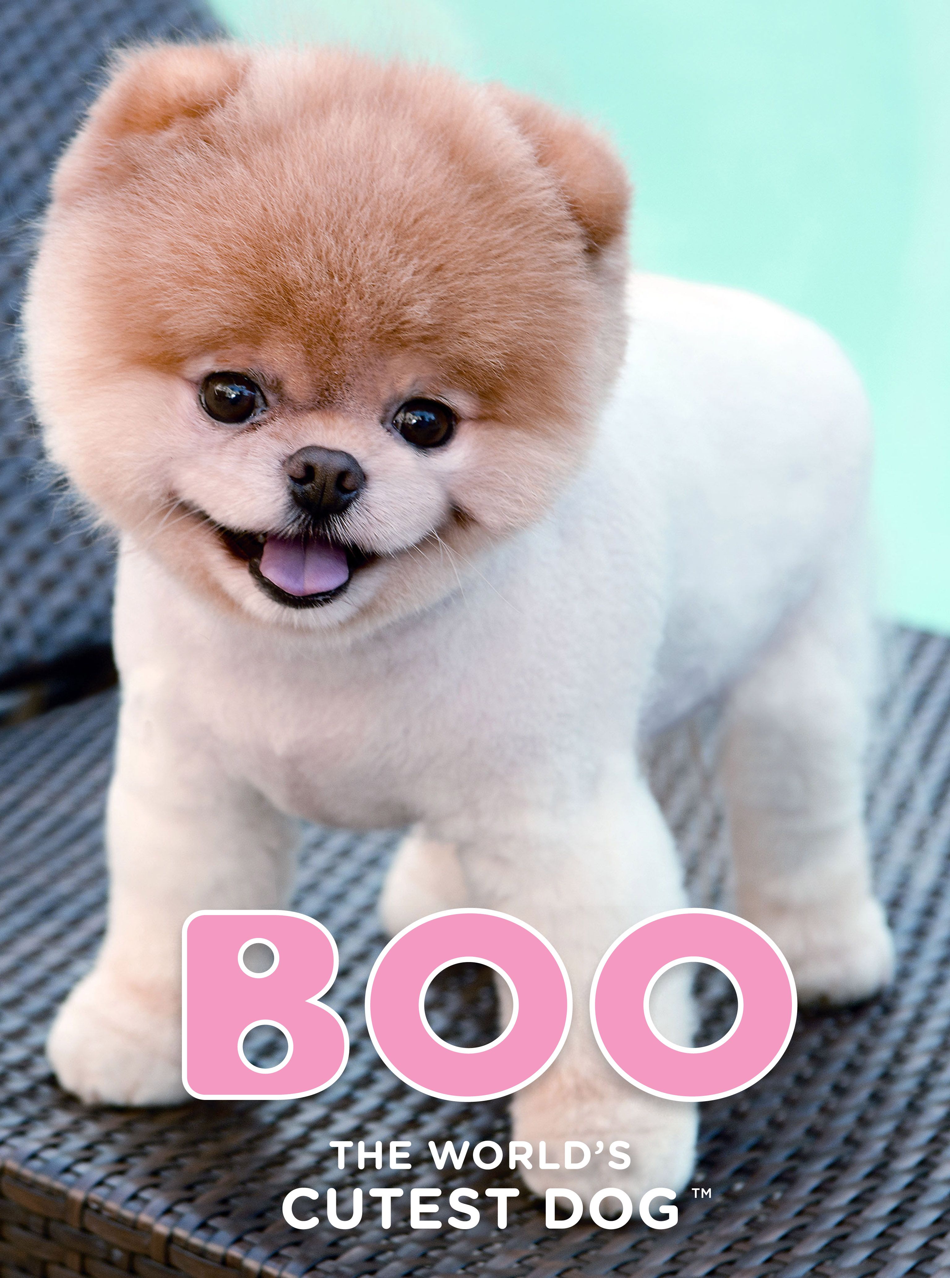 Boo: The Worlds Cutest Dog. Boo The Dog Wallpaper. 630x945px  Desktop  Background
