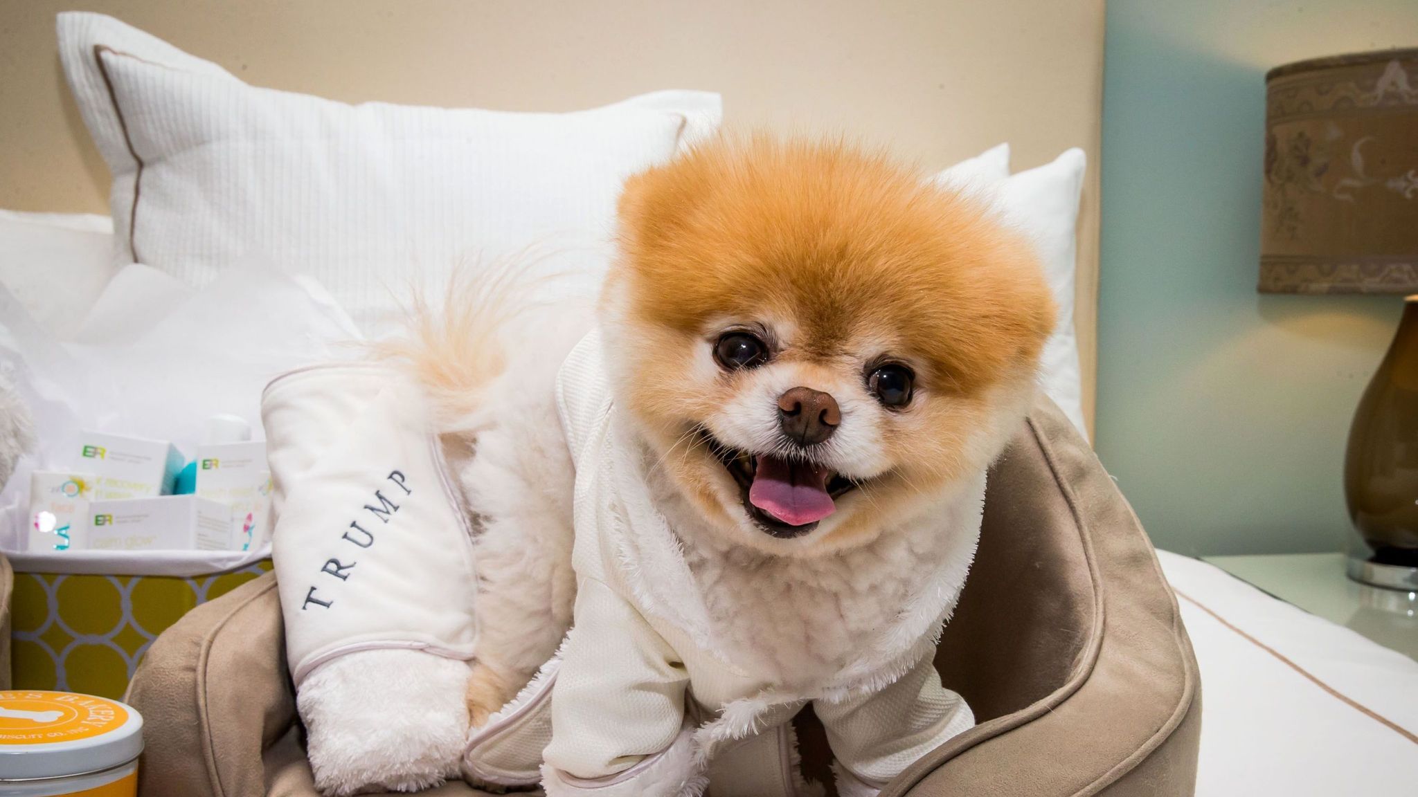 World's cutest dog' Boo dies 'from broken heart'