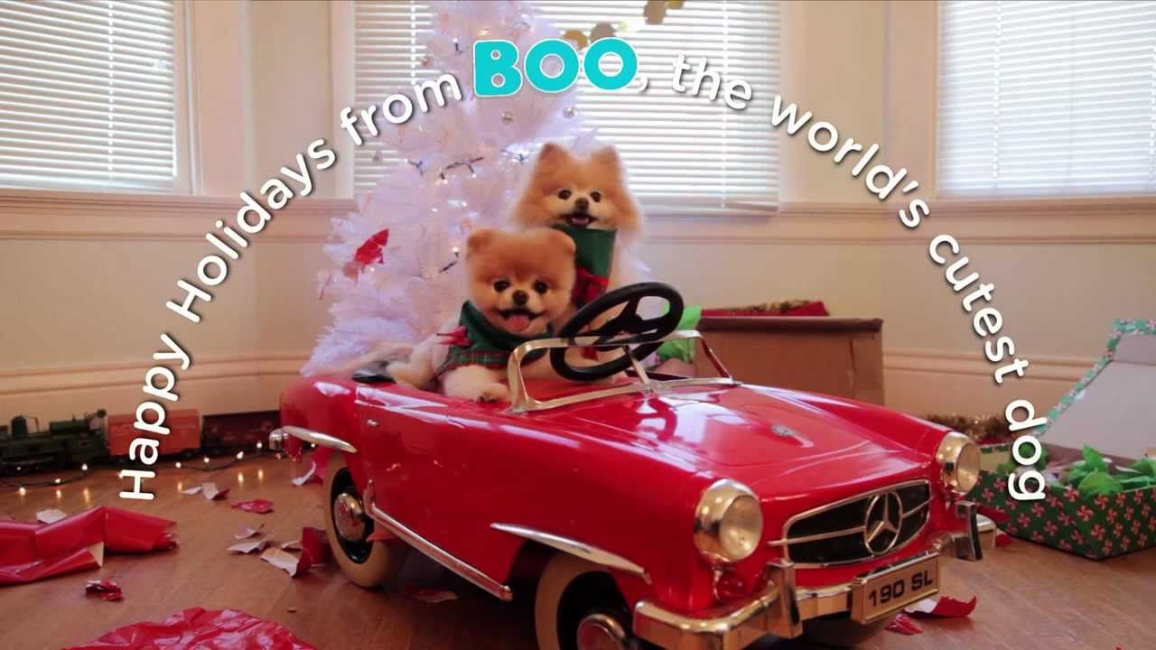 A Holiday Adventure with Boo, The World's Cutest Dog