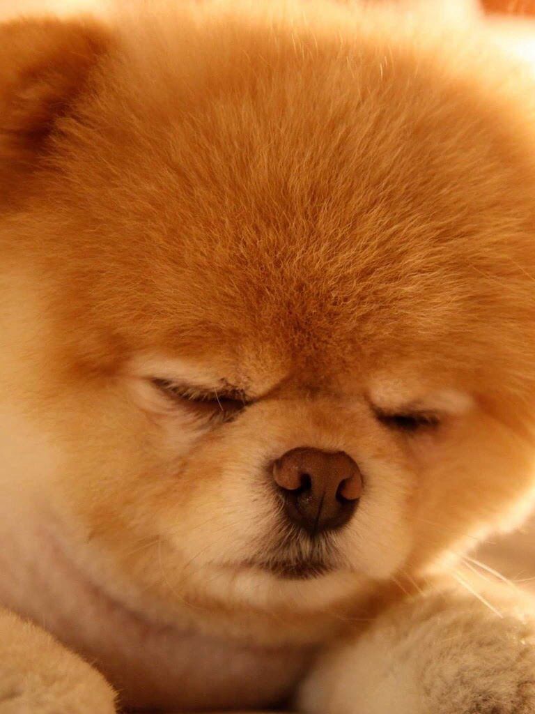 Boo! The world's cutest dog!. Cute dog wallpaper, Baby dogs, Cute