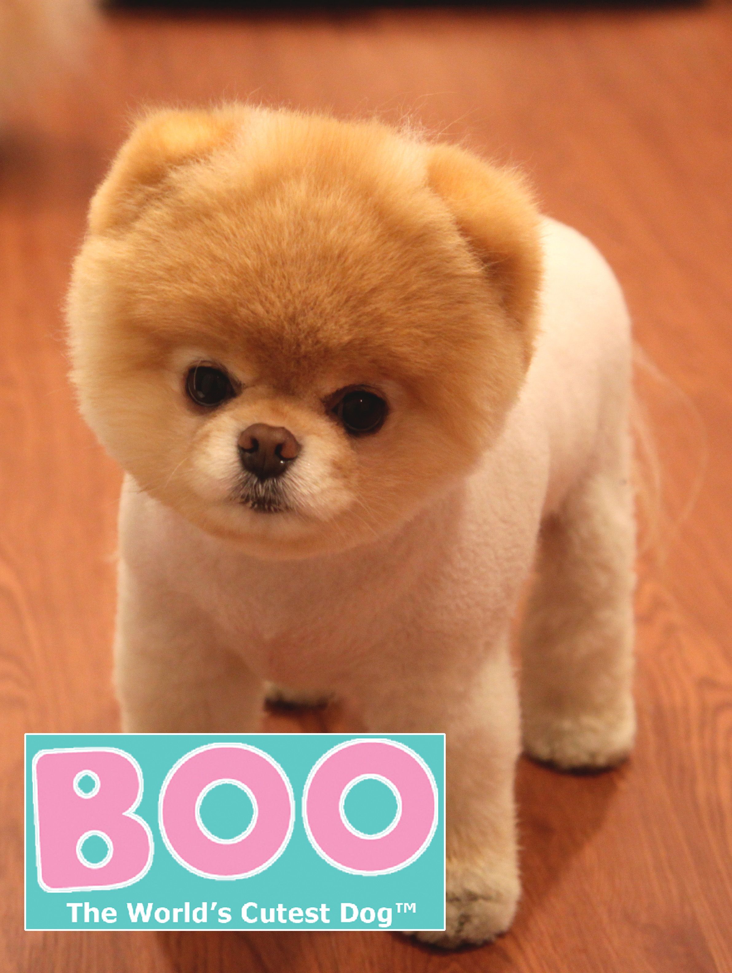 Free download Boo the Worlds Cutest Dog [2383x3168]