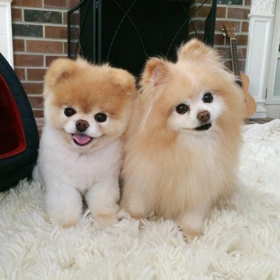 Best Image About Pomeranian Pets Wallpaper With Cutest