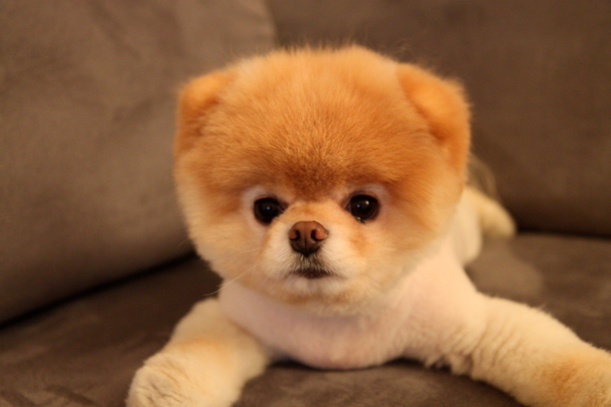 Cutest Dog In The World HD Wallpaper