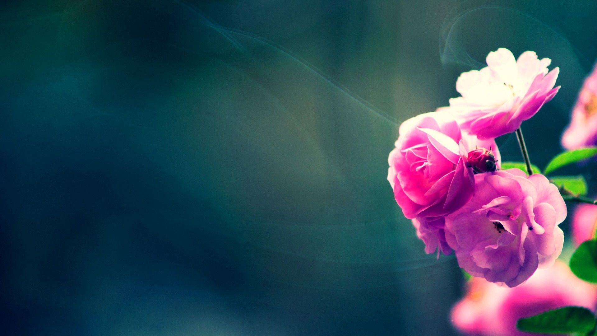 small flower image and wallpaper Download