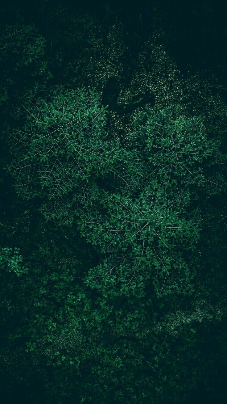Nature iPhone Dark Green Wallpaper
