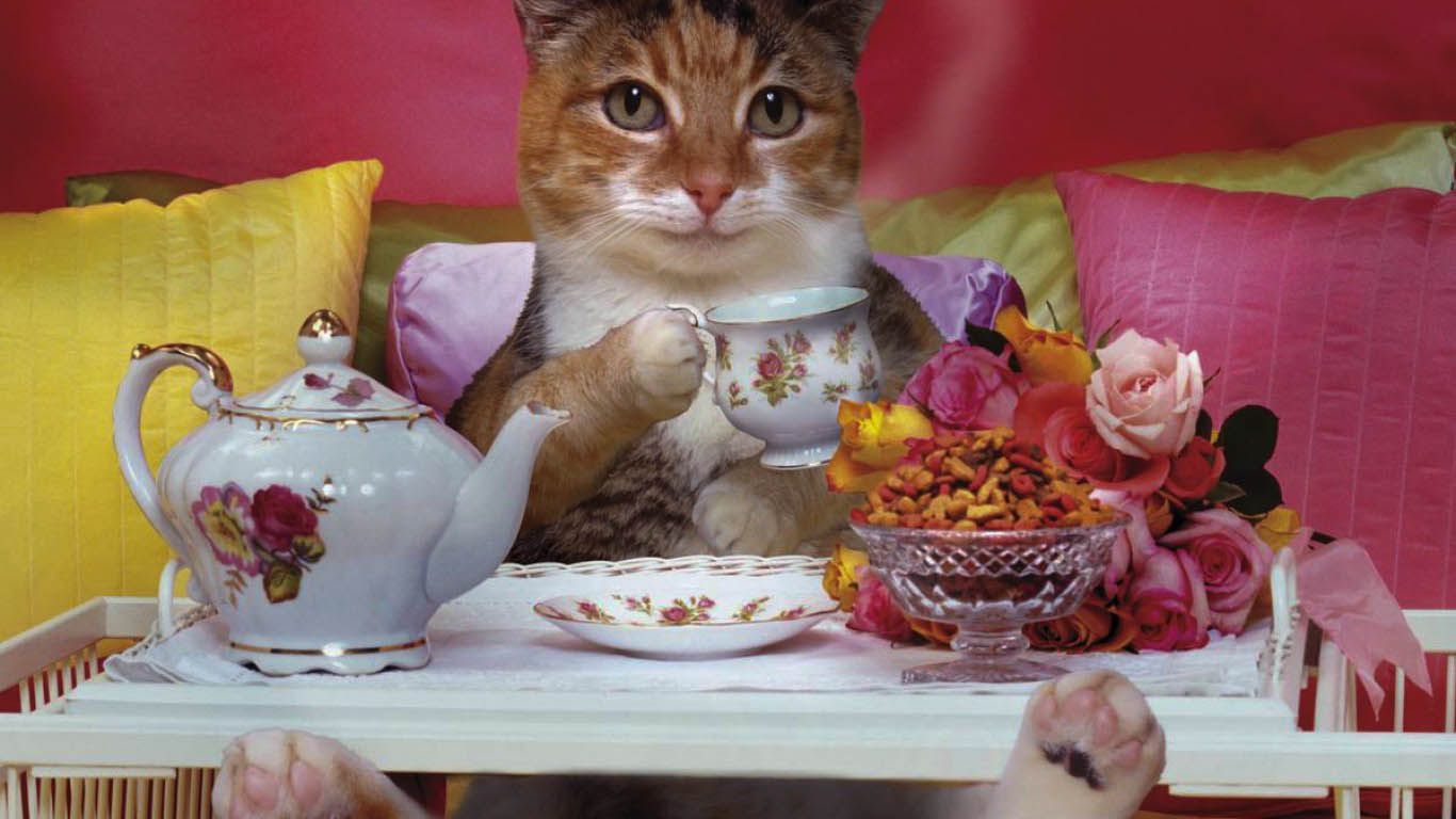 Beautiful Cats High Definition HD Wallpaper. Teacup cats, Cat