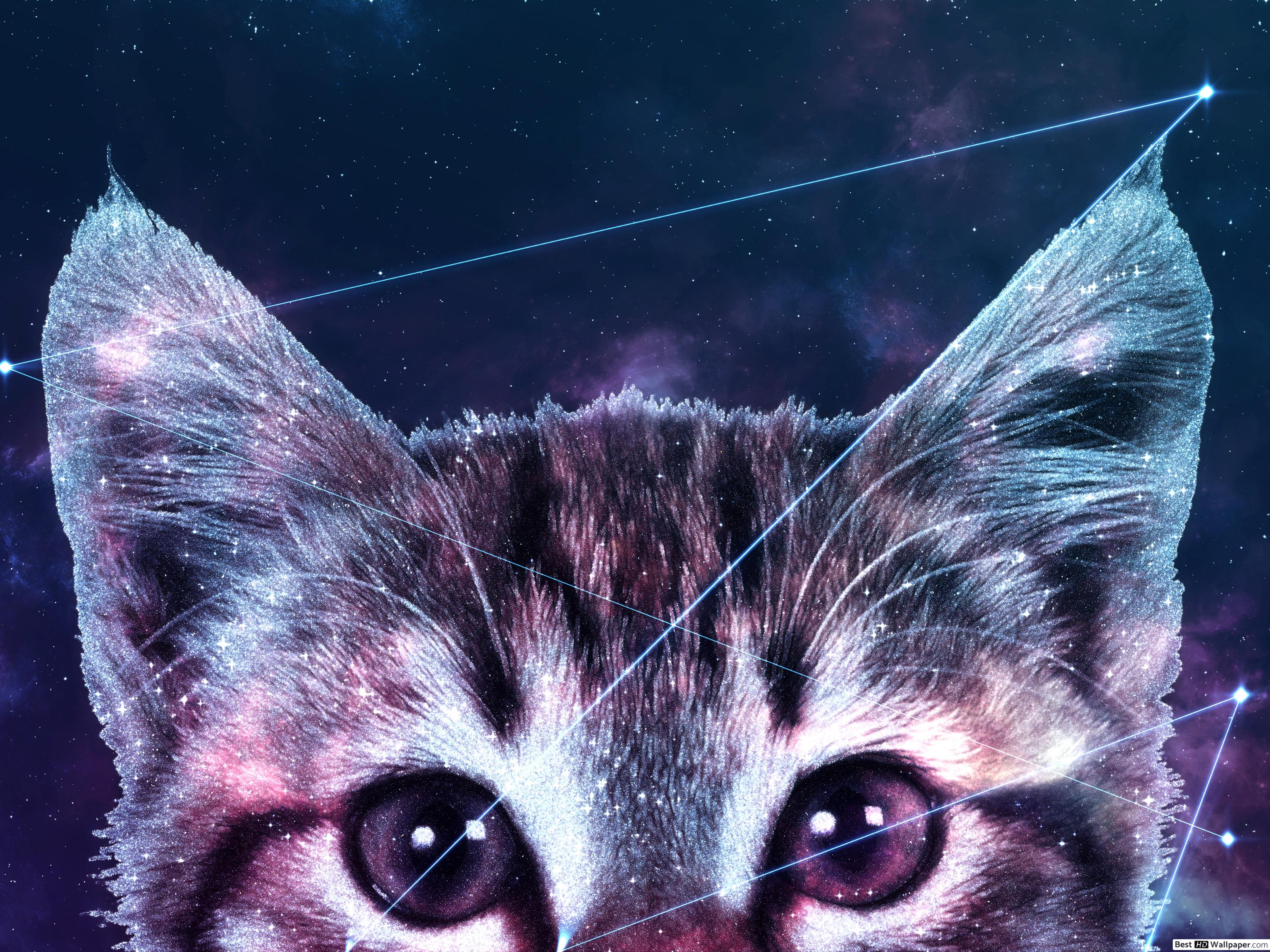 Galaxy Cat HD wallpaper download