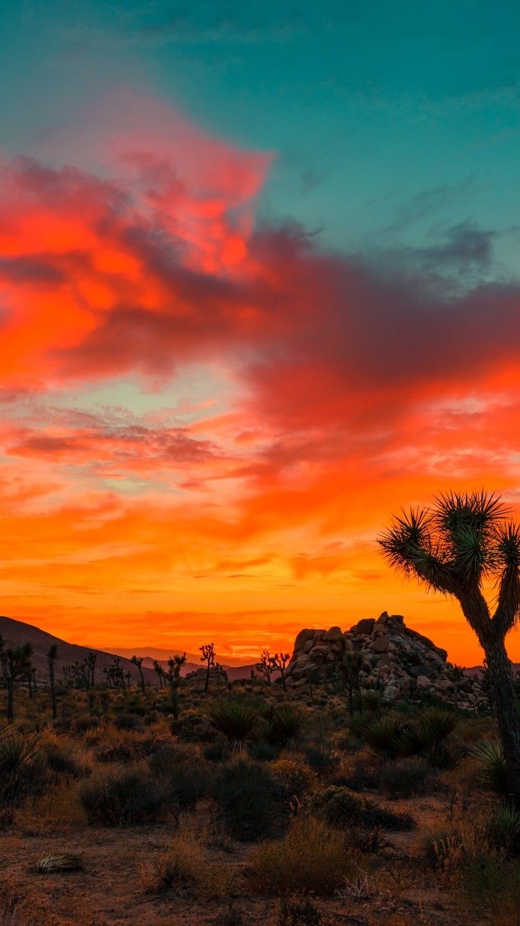 Download 750x1334 Joshua Tree National Park, Sunset, Rocks