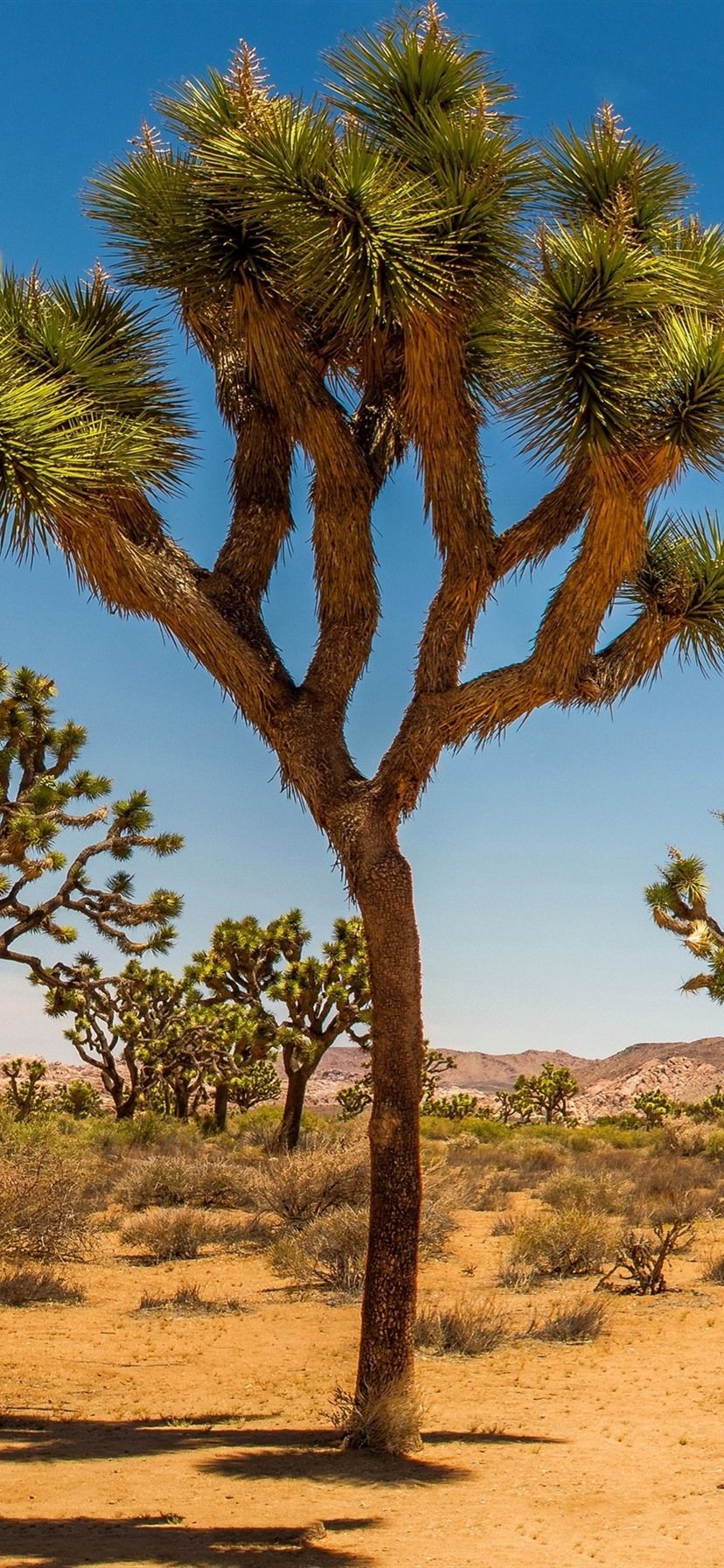 Joshua Tree National Park, USA, desert, shrub, trees, grass