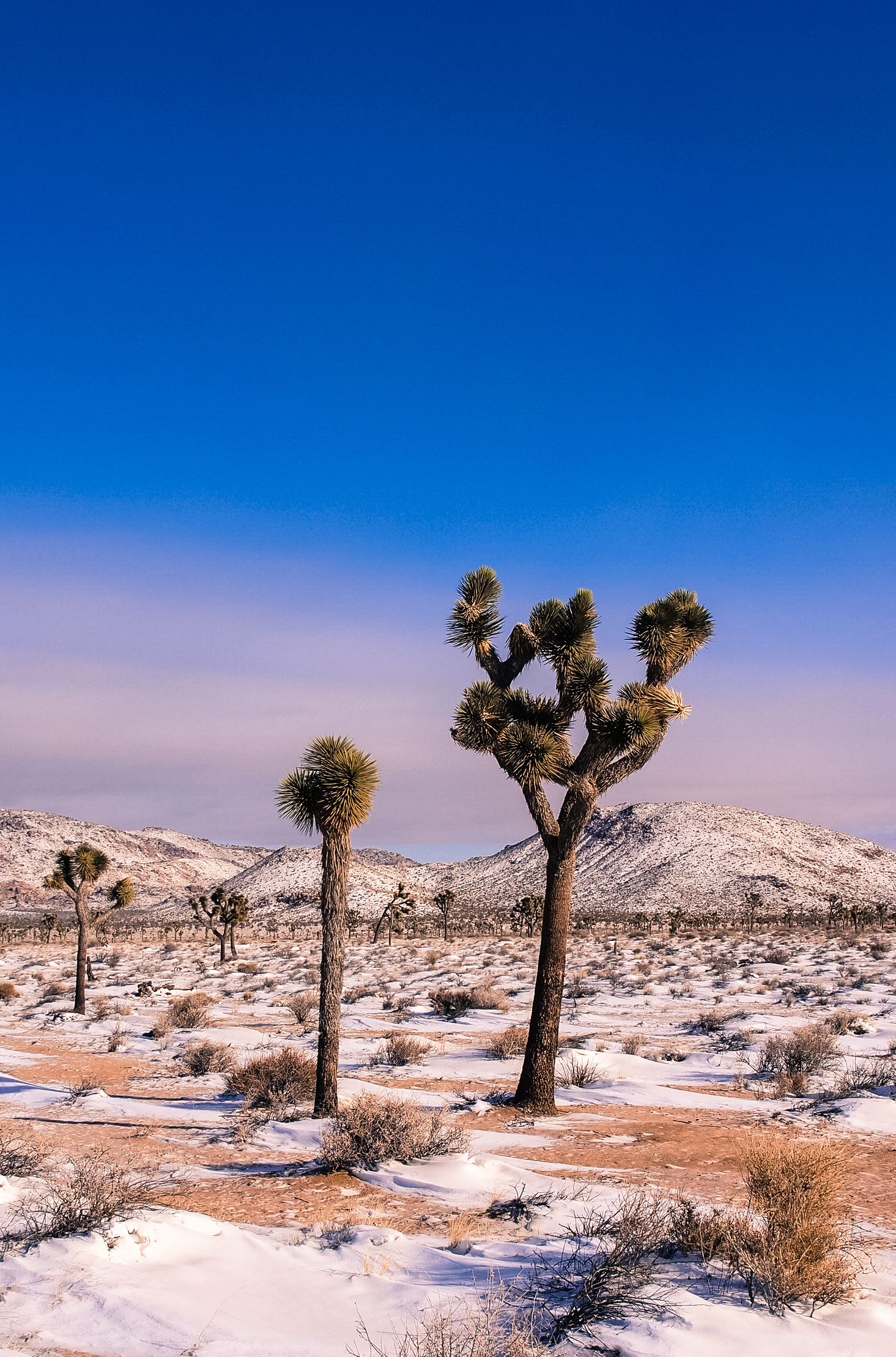 Snow, Sunset, and Climbing: Van Life in Joshua Tree