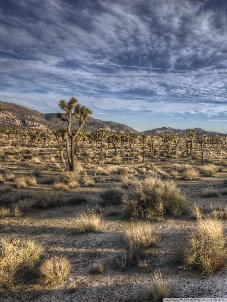 Joshua Trees Ultra HD Desktop Background Wallpaper for 4K UHD TV