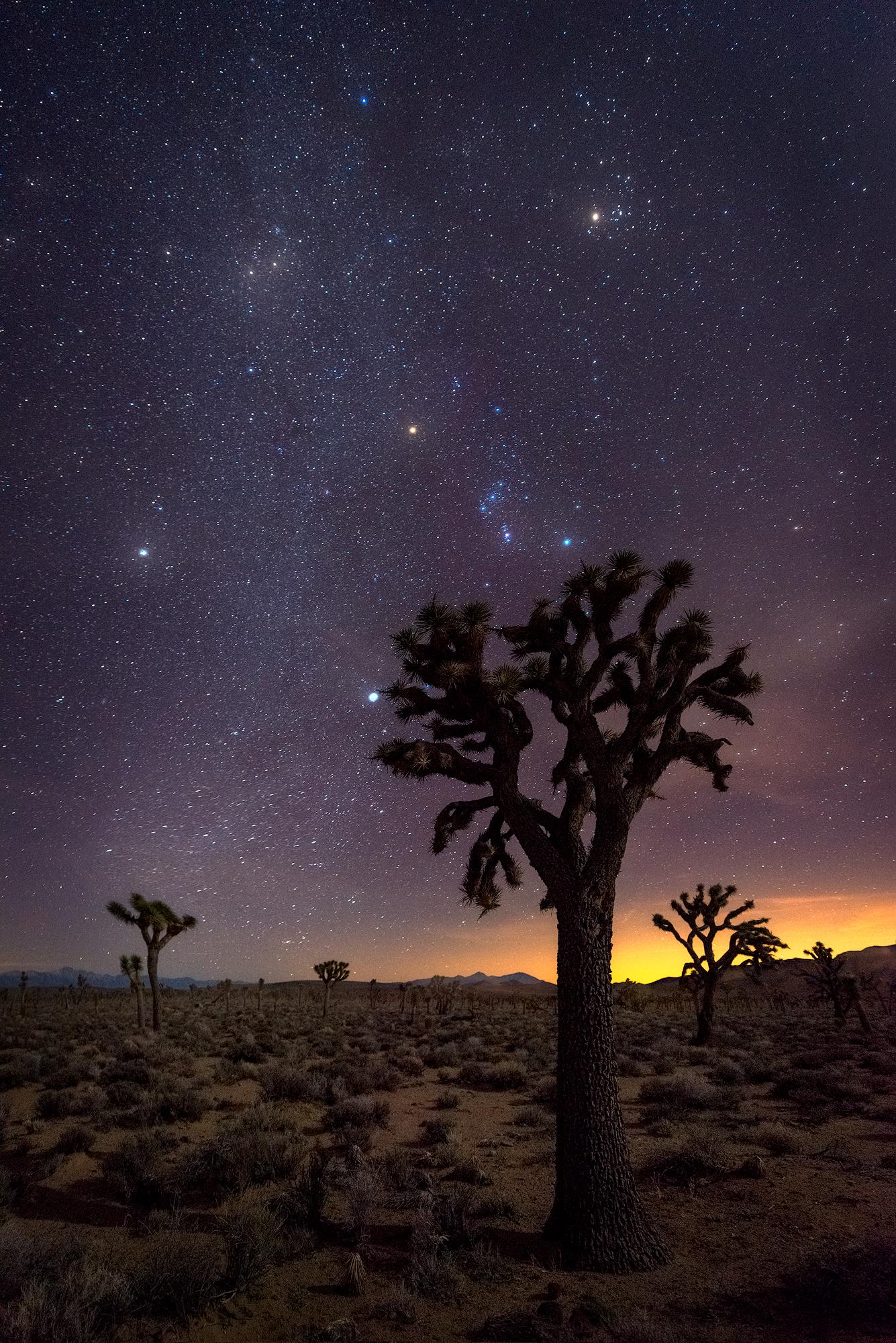 foot Joshua Trees silhouetted by our view of the cosmos. Death