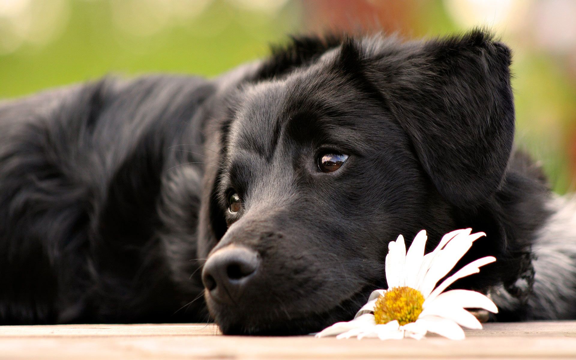Free download Cute Black Dog With Flower computer desktop