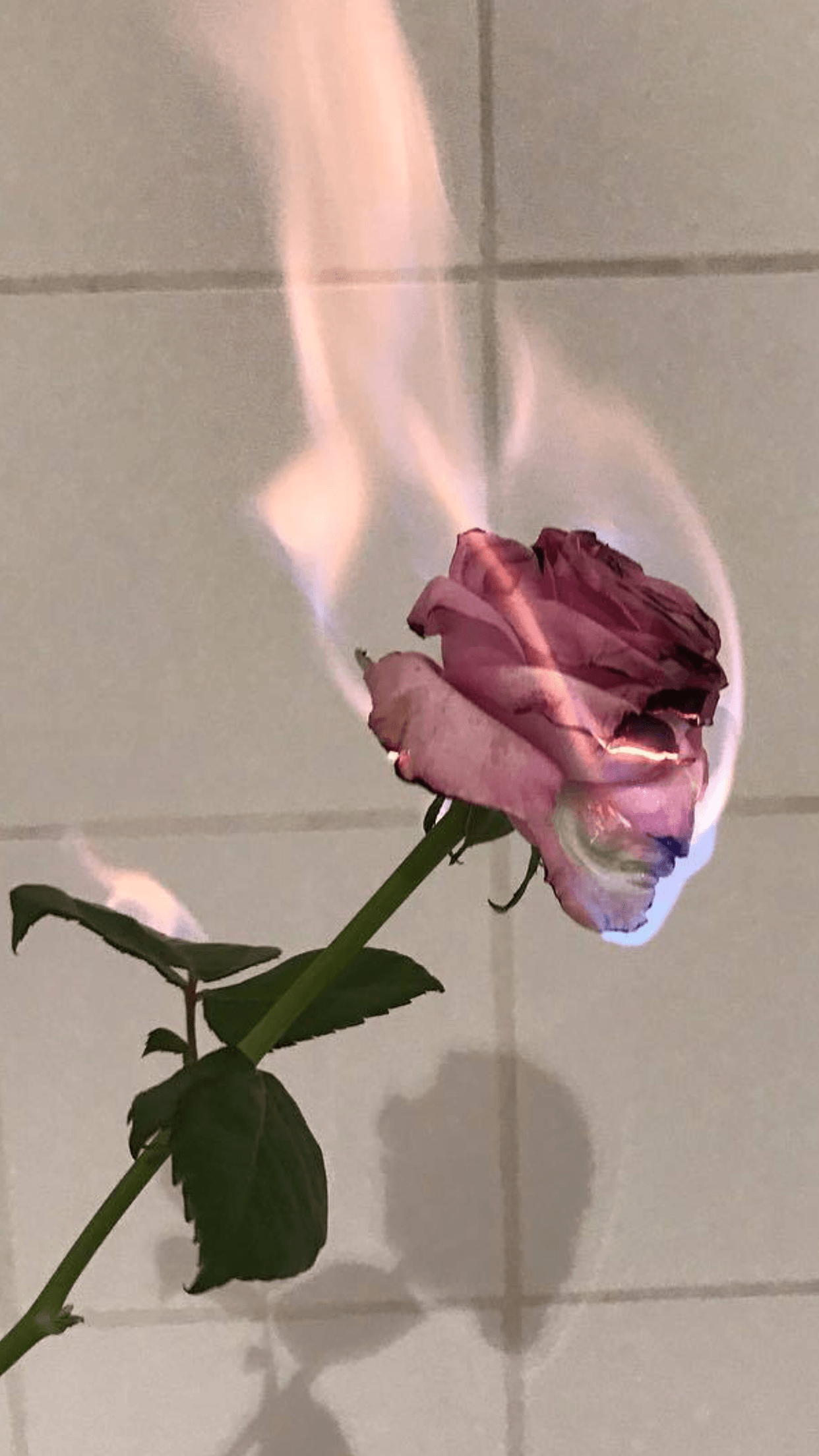 Rose Aesthetic Wallpapers.