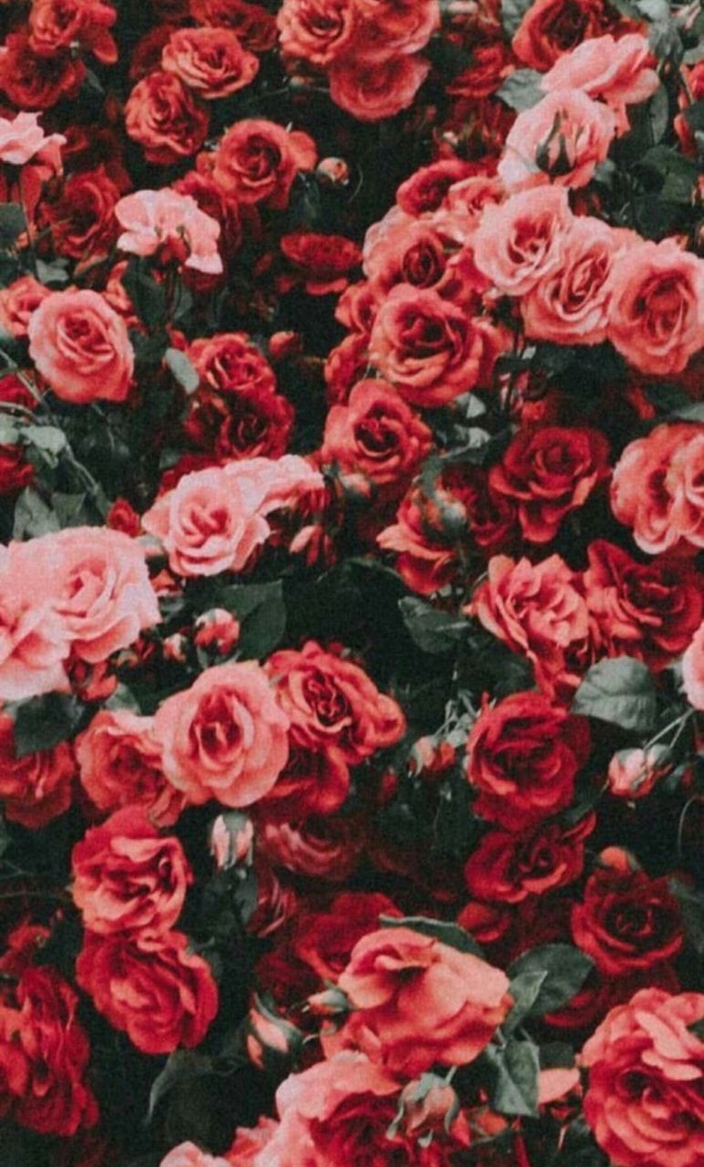 Roses Aesthetic Wallpapers Wallpaper Cave