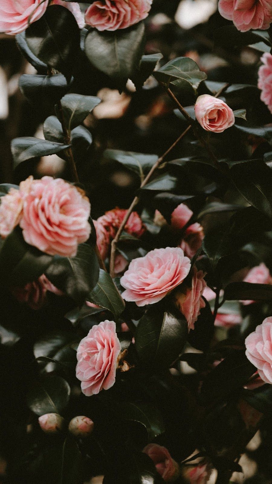 Pink rose aesthetic #rosesaesthetic. Aesthetic roses