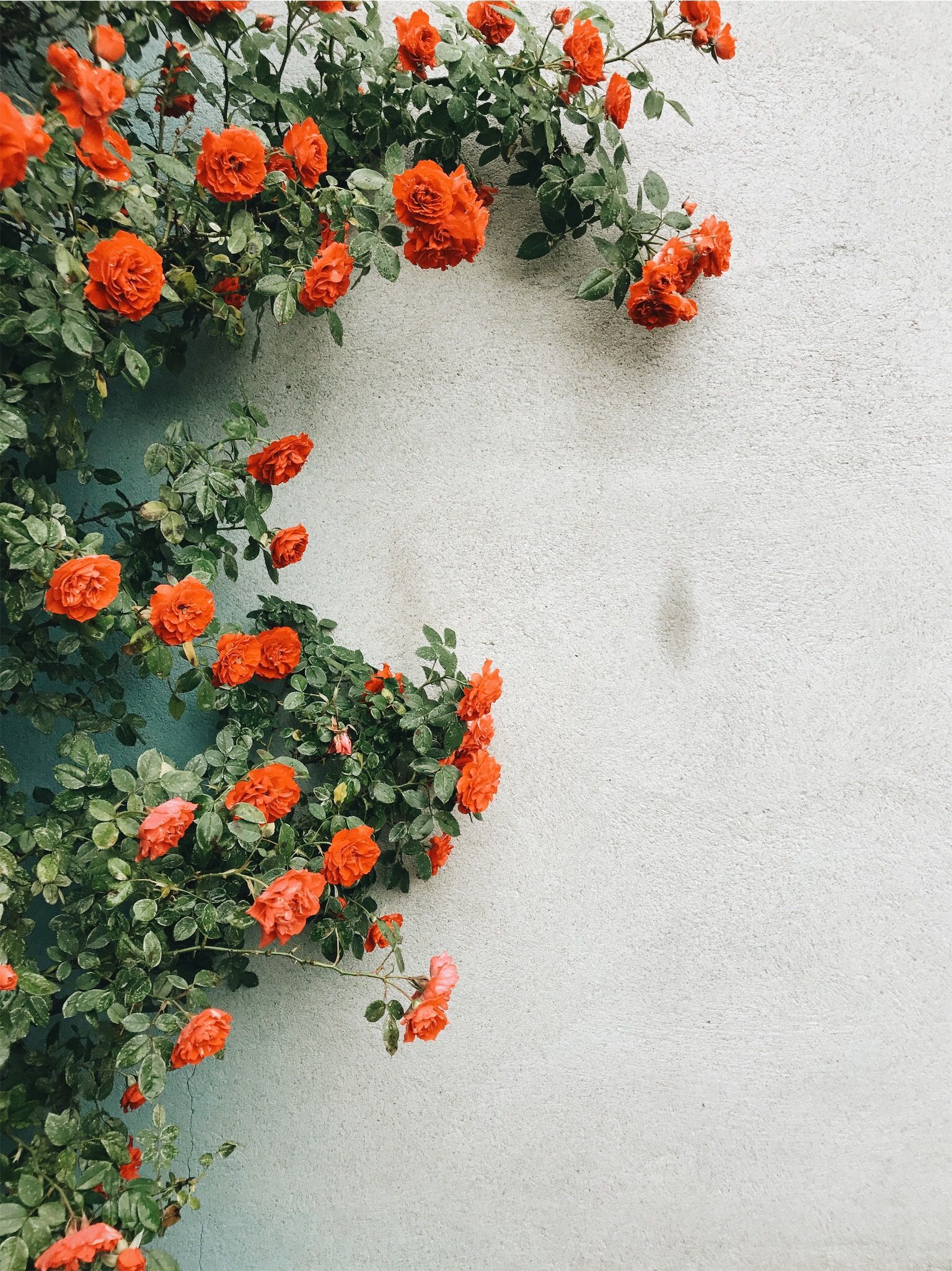 Aesthetic Wallpaper Flowers Orange Wallpaper