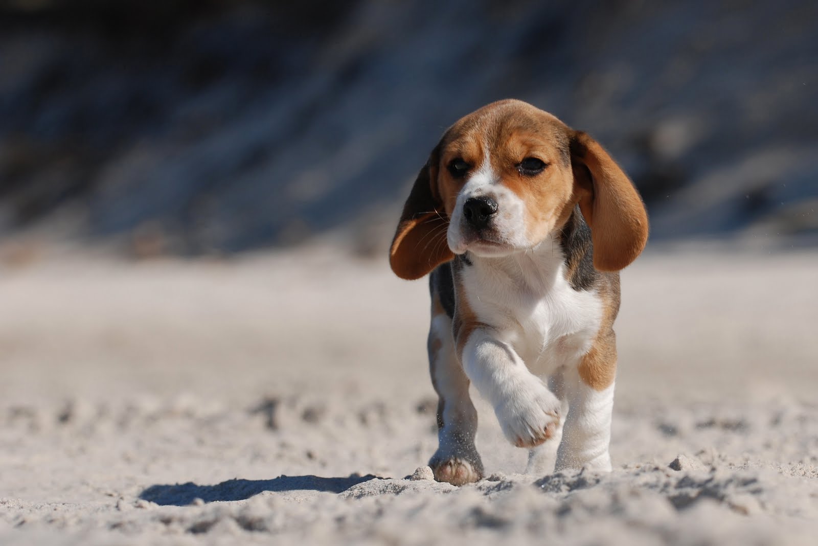 Spring Beagles Wallpapers Wallpaper Cave