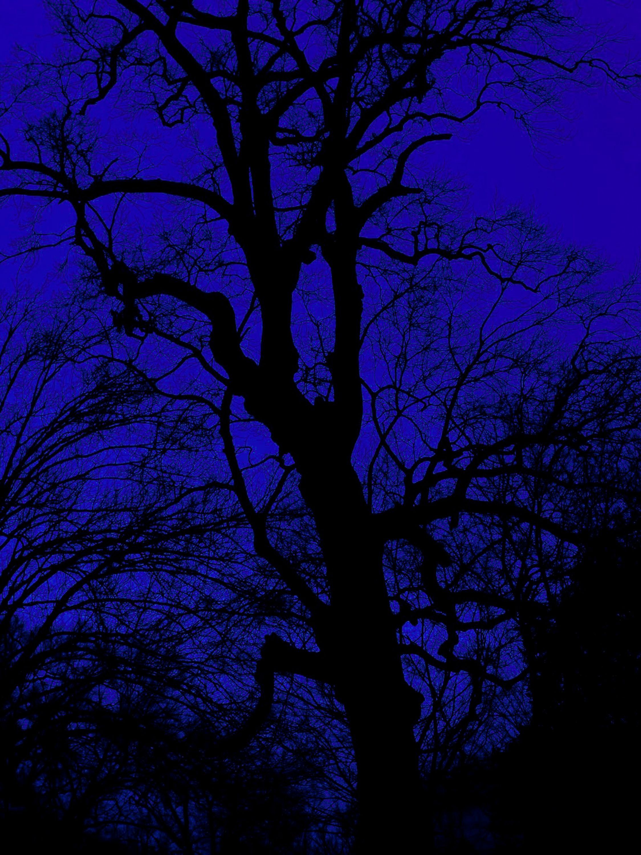 midnight #blue #sky #tree. Blue aesthetic dark, Blue aesthetic, Blue wallpaper