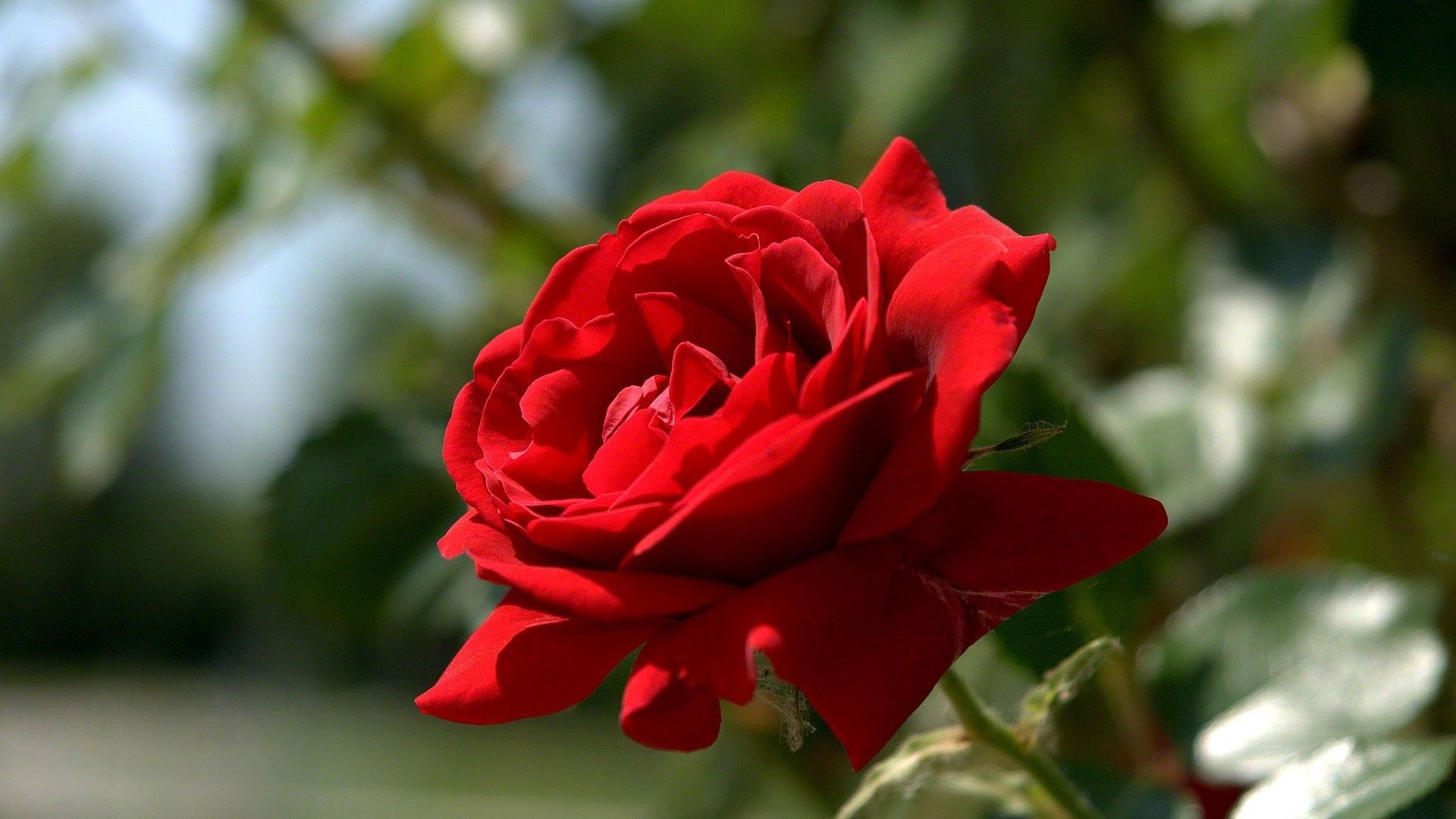 Rose Flower Wallpaper for Desktop