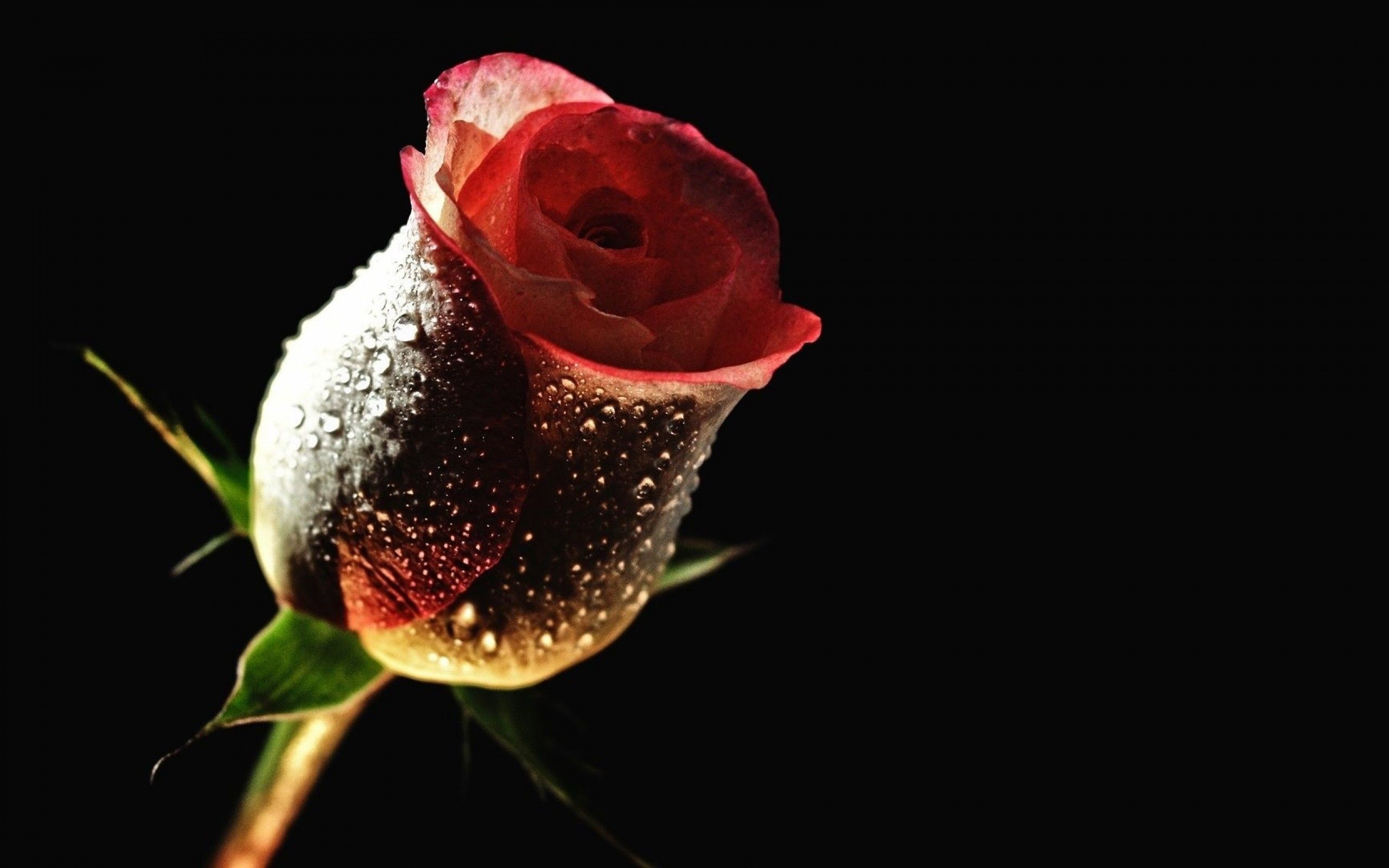 Rose Computer Wallpaper