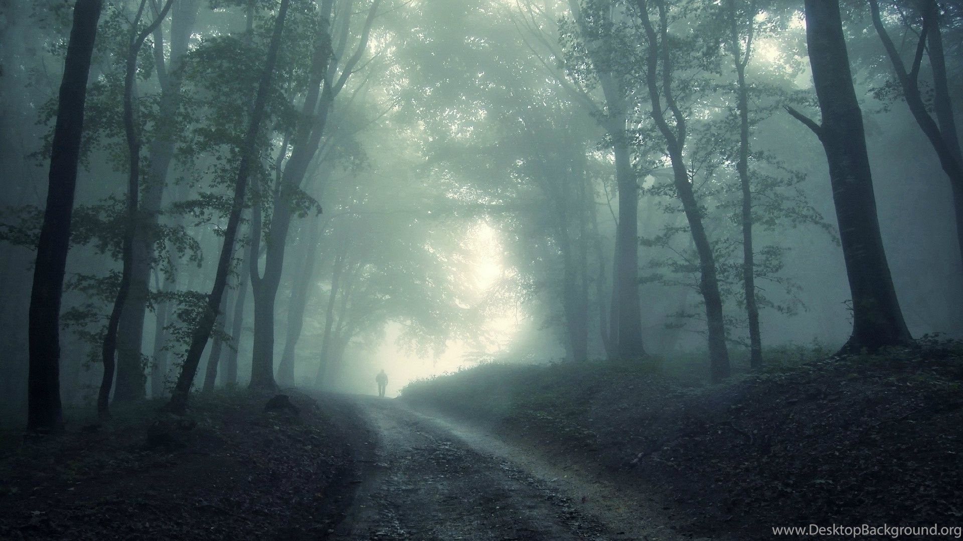 Forest Computer Wallpaper, Desktop Background Desktop Background