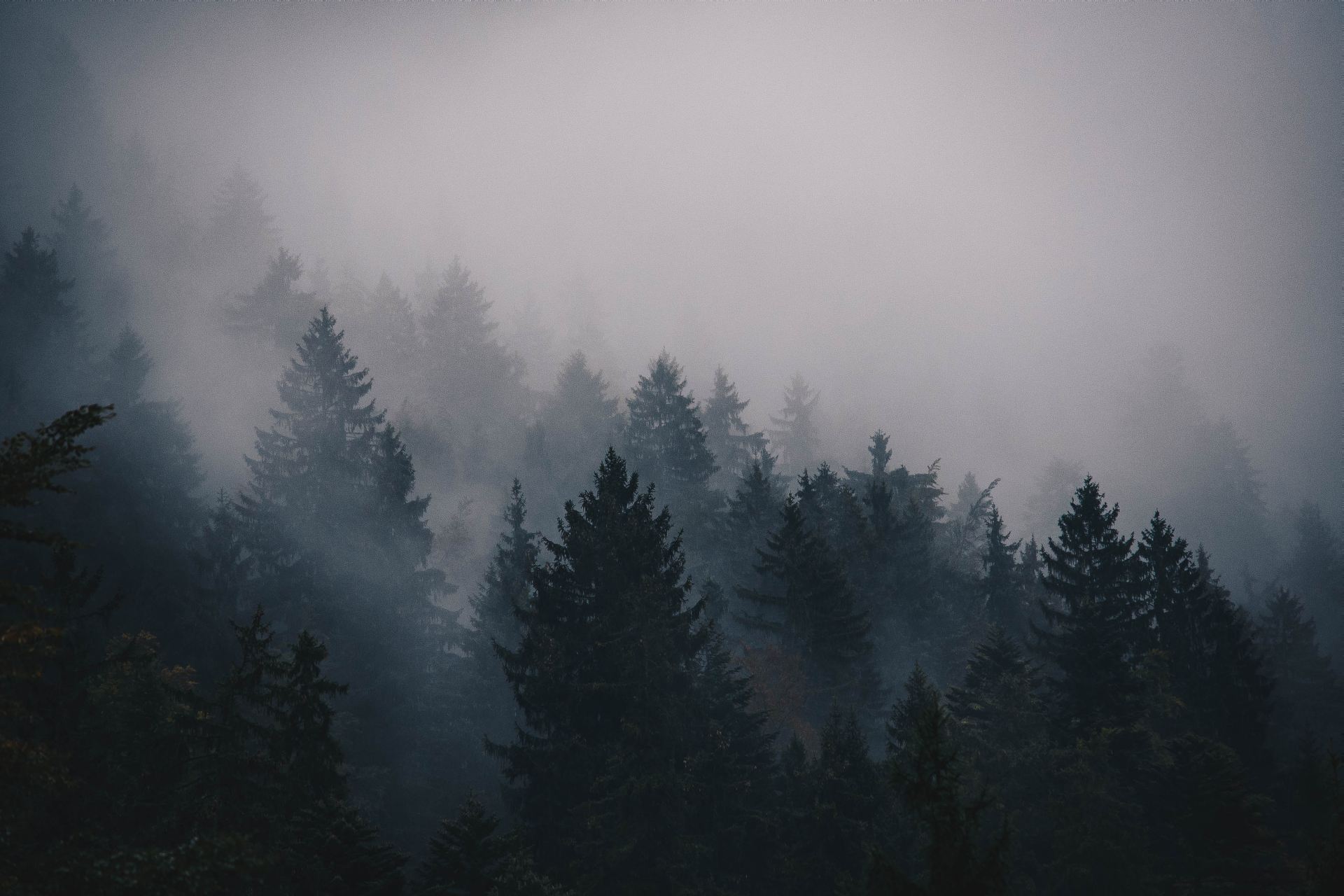 Foggy Forest Computer Wallpaper. All White Background