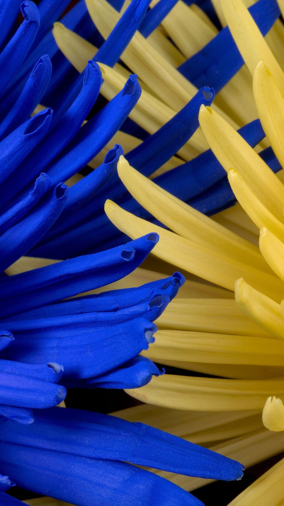 Download wallpaper 938x1668 flowers, blue, yellow, petals iphone 8