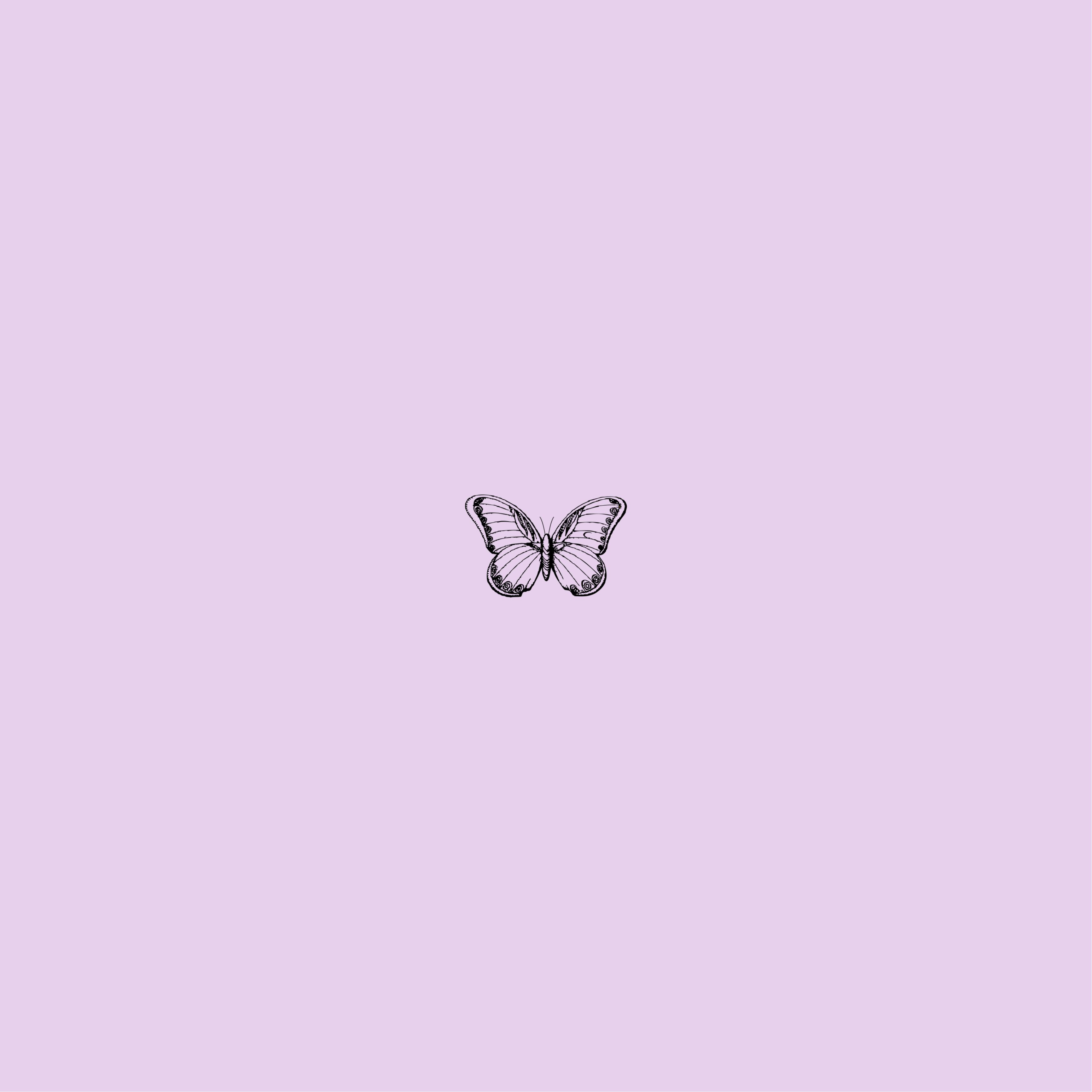 100 Purple Butterfly Wallpapers  Wallpaperscom