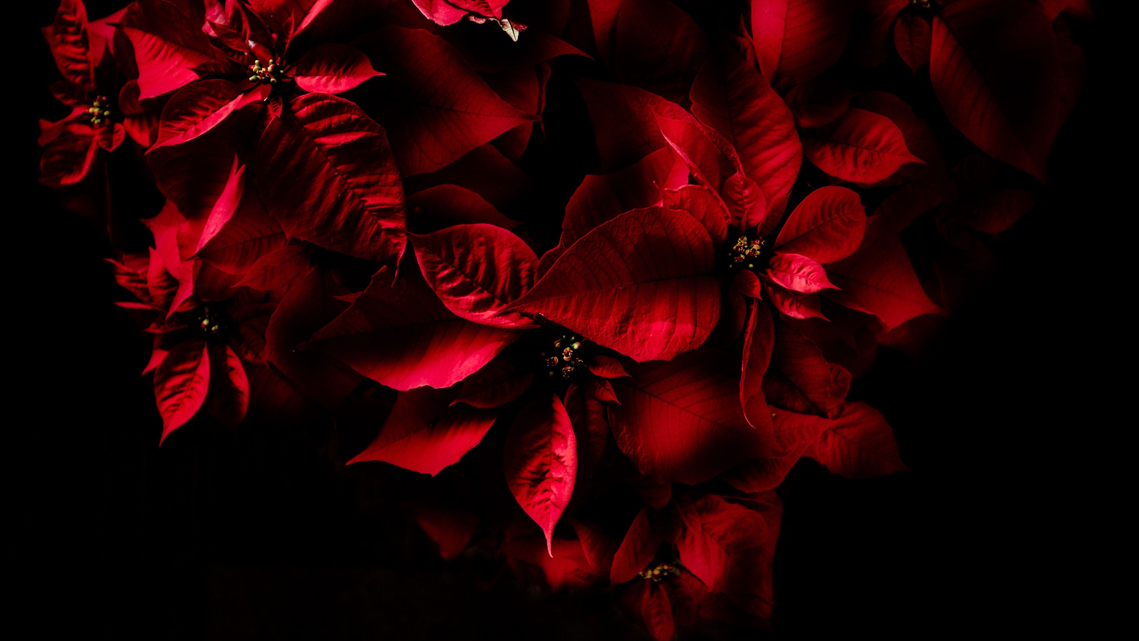 Wallpaper Red leaves, Dark, AMOLED, 4K, Flowers,. Wallpaper for iPhone, Android, Mobile and Desktop