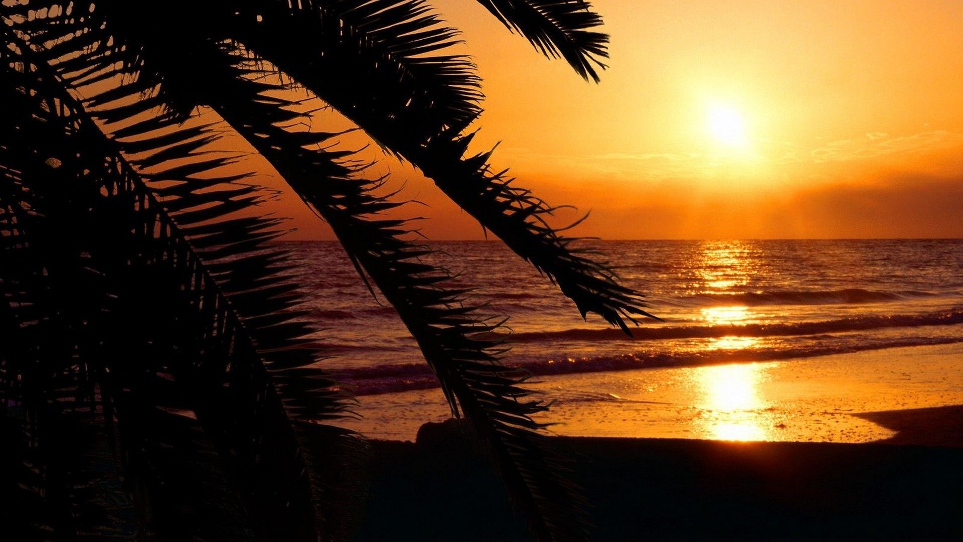 Free download Florida beaches palm trees silhouettes sunset