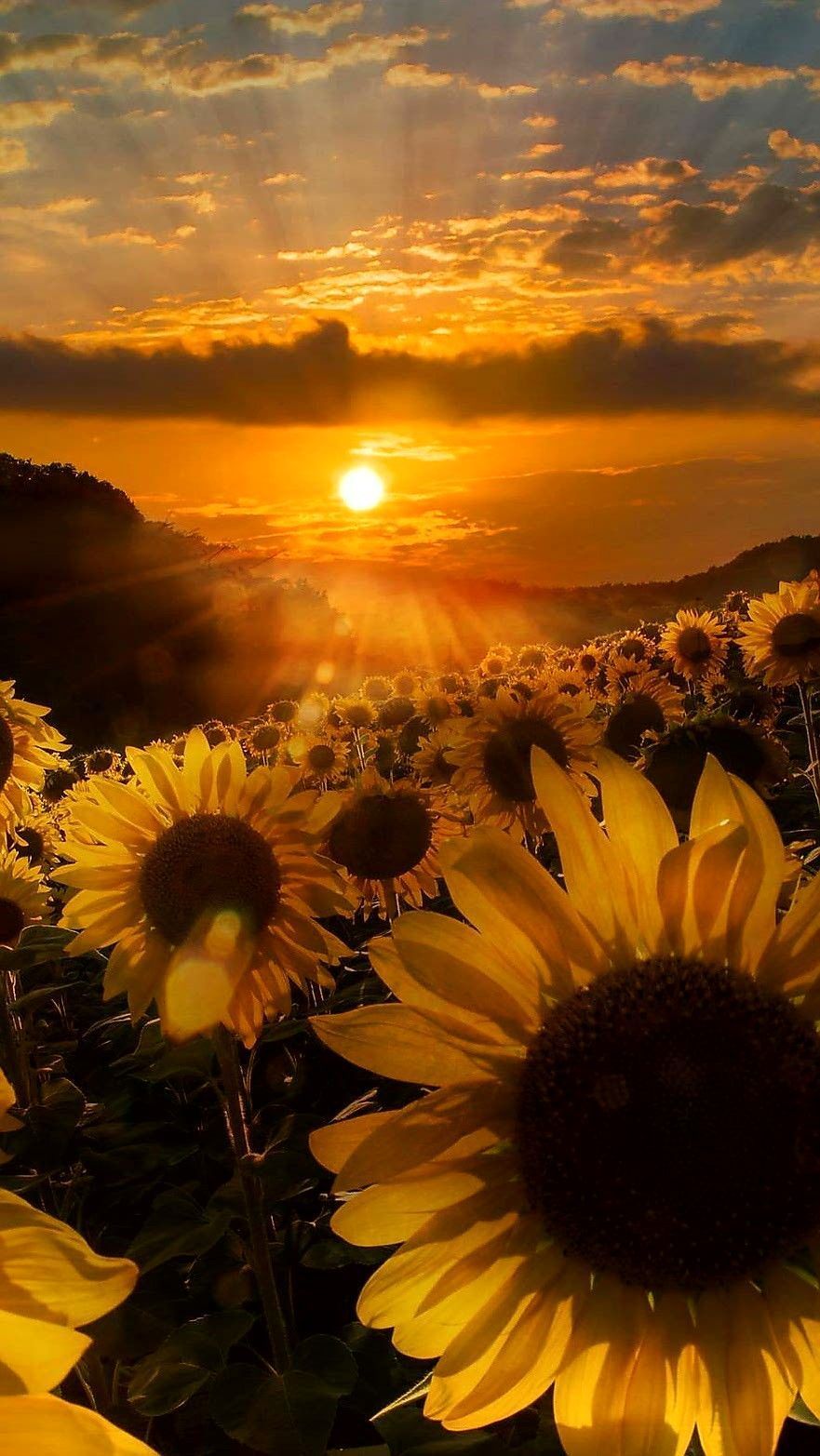 iPhone Sunflower Wallpaper