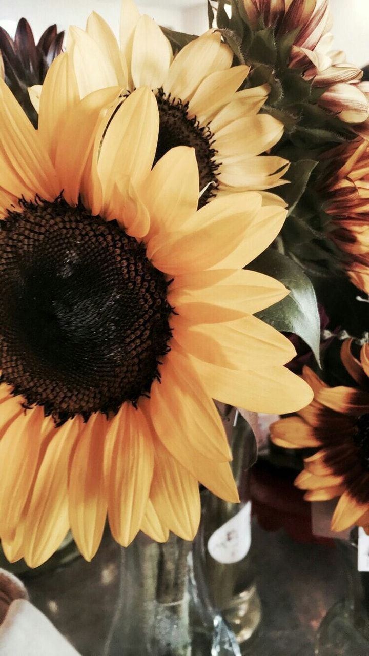 Sunflower Aesthetics Wallpapers Wallpaper Cave 0325