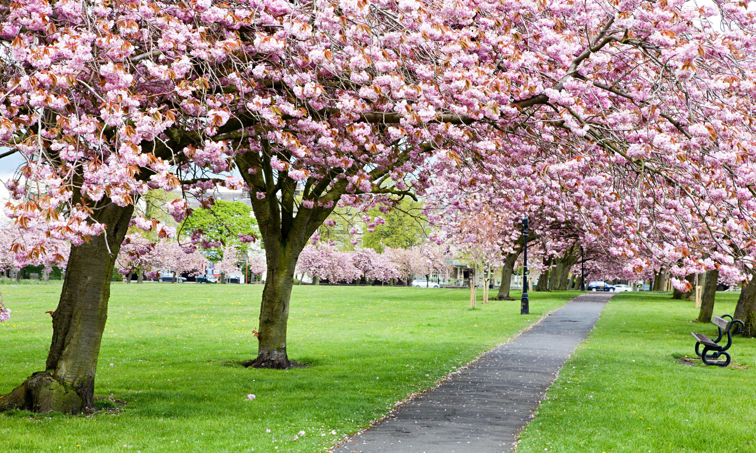 Cherry Blossom Tree Background