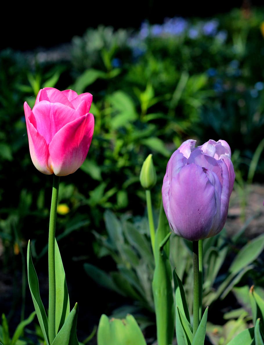 Tulip Purple Flower Spring HD Wallpaper