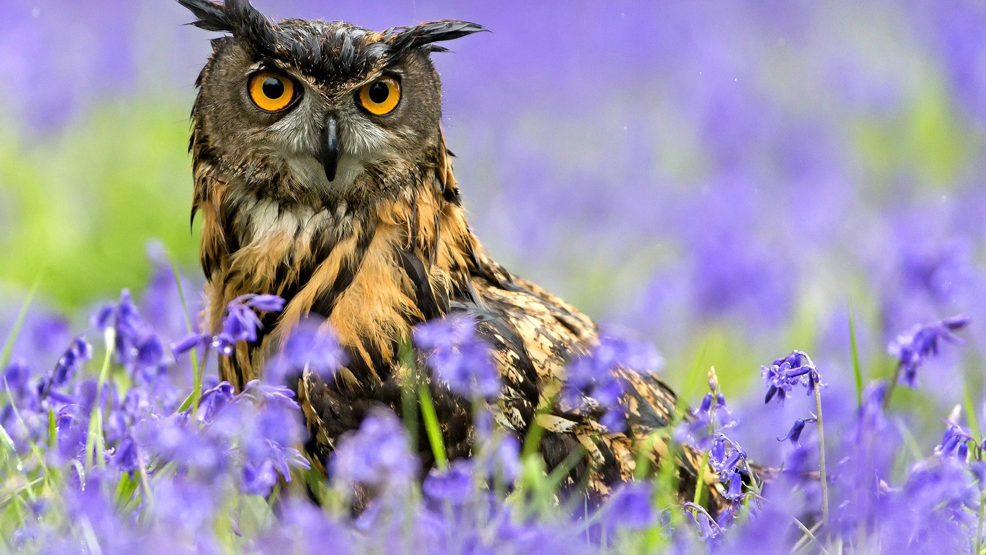 Owl Bird Spring Purple Flowers Wallpaper