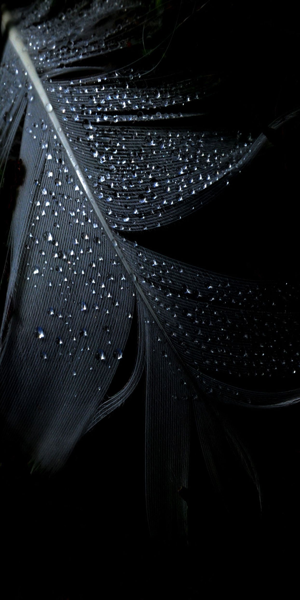 Black, leaf, rain, abstract, apple, wallpaper, iPhone, clean
