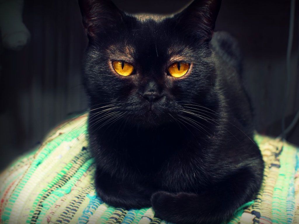 Bombay Cat Wallpapers Wallpaper Cave