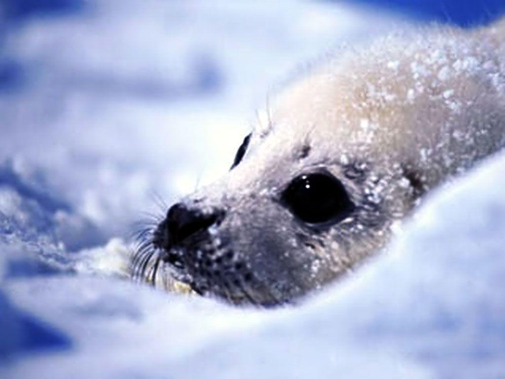 Seal Wallpaper Seal Water Photo Gallery