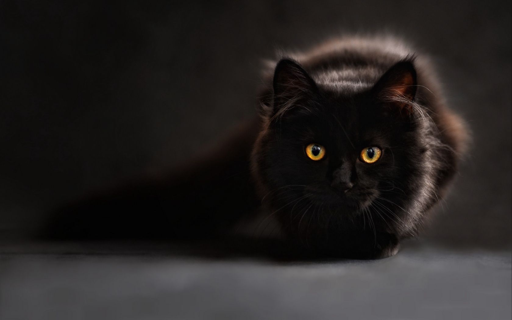 Download wallpaper 1680x1050 cat, black, maine coon, eyes, looks