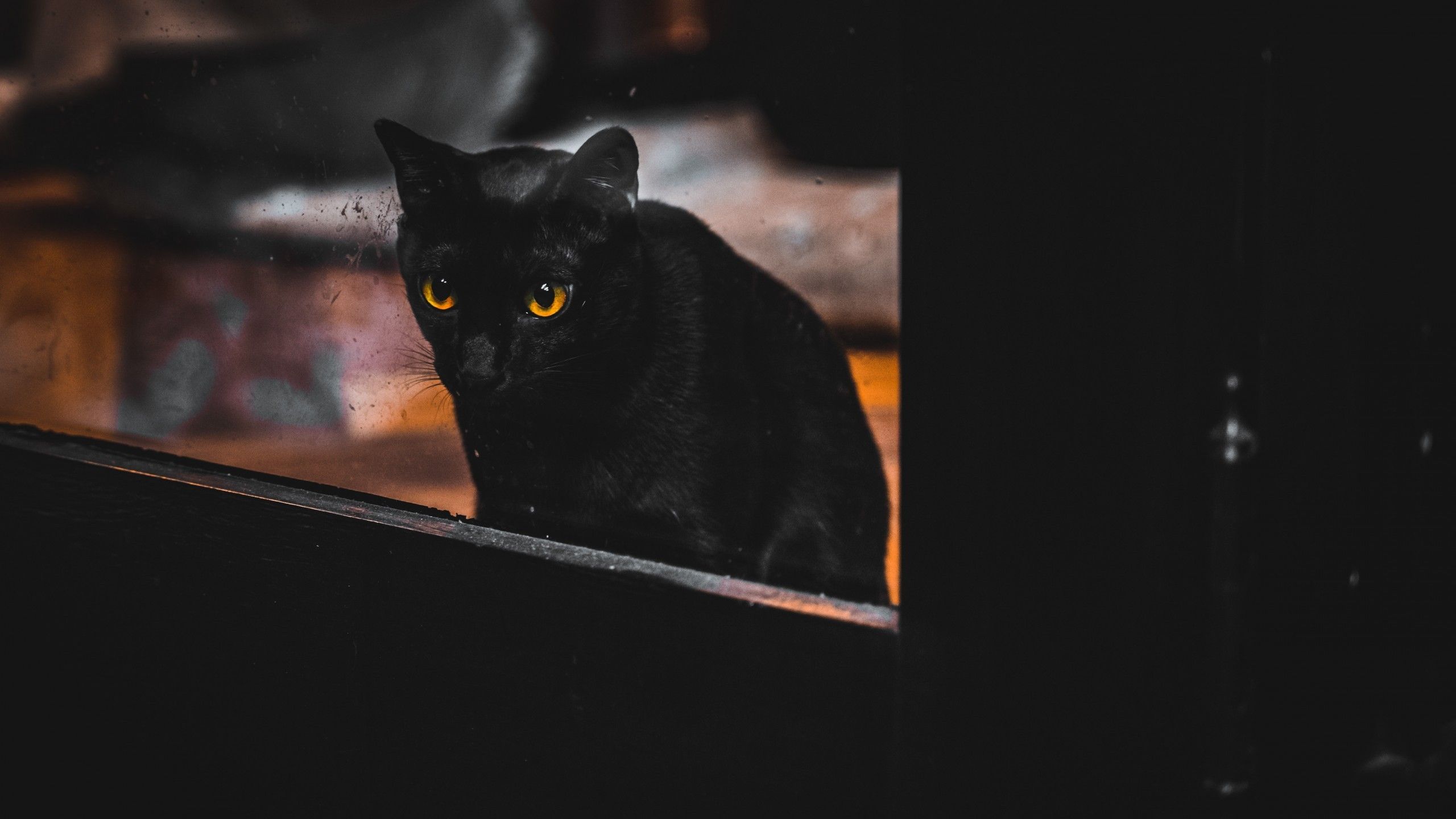 Download 2560x1440 Black Cat, Window, Cute Wallpaper for iMac 27