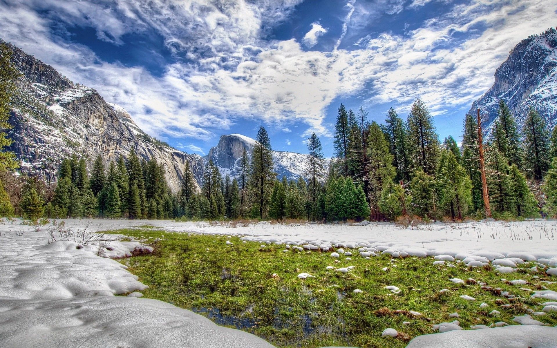 Yosemite Spring Grass
